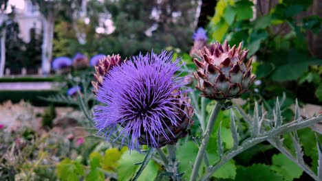 Close-up view of a purple globe artichoke flower blooming in a garden in Crimea