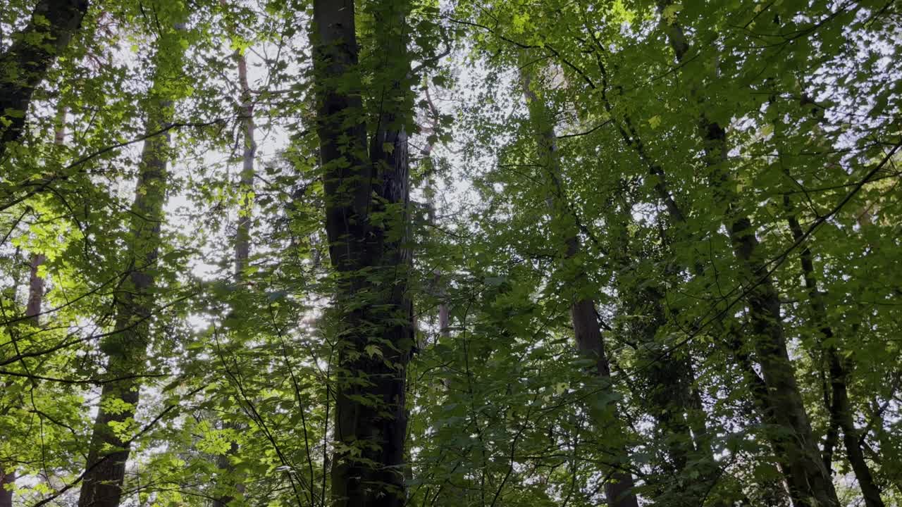 el arce rojo acer rubrum l