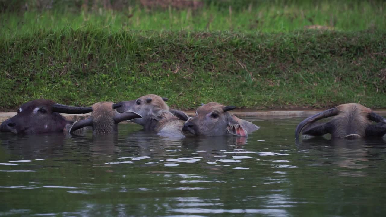자연 버팔로 보호 공원 안의 물 속, 사람 없음