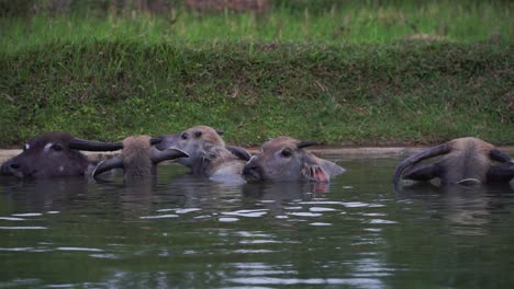 Natürlicher-Büffel-Im-Wasser-Im-Naturschutzpark,-Keine-Menschen