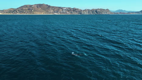 drone flying in front of a whale surfacing on the coastline of the pacific ocean