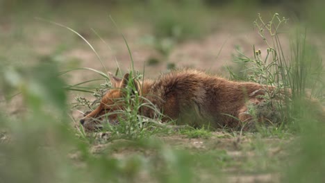 wild fox hiding in grass and sleeping on windy day, distance view