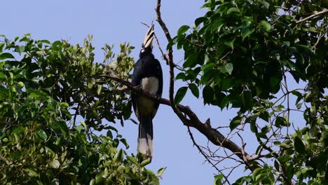 Indo-Malayan-Hornbill,-Anthracoceros-albirostris,-perched-within-a-tree-opening-its-mouth-as-it-looks-around