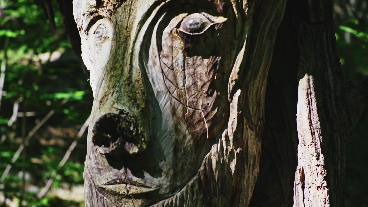 Una misteriosa scultura di animale in legno intagliata in un vecchio tronco d'albero nel profondo di un sentiero lussureggiante nella foresta.