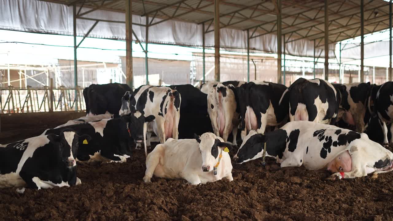 Gruppo di vacche da latte che riposano e stanno in piedi all'interno di una stalla coperta, mostrando la gestione della mandria e l'ambiente di produzione del latte