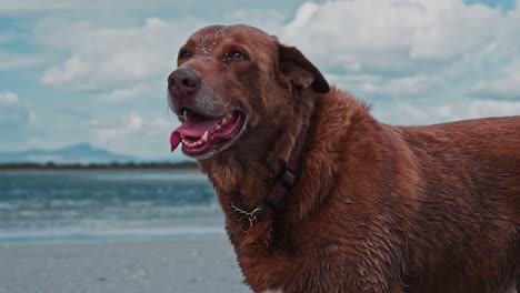 Ein-Sandfarbener,-Brauner-Labrador-Hund-Mit-Halsband-Am-Strand,-Der-Sich-An-Einem-Windigen-Tag-Umschaut-Und-Hechelt