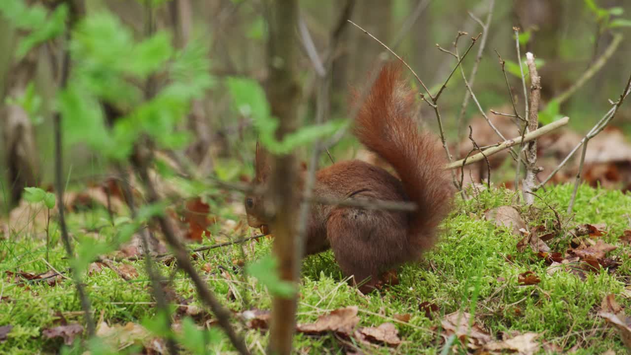 la ardilla roja en el suelo del bosque pone la nuez en la boca y se escapa
