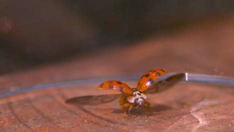 red and black spotted ladybird beetle or lady beetle flapping its wings and starting to fly, eventually flying away in slow motion