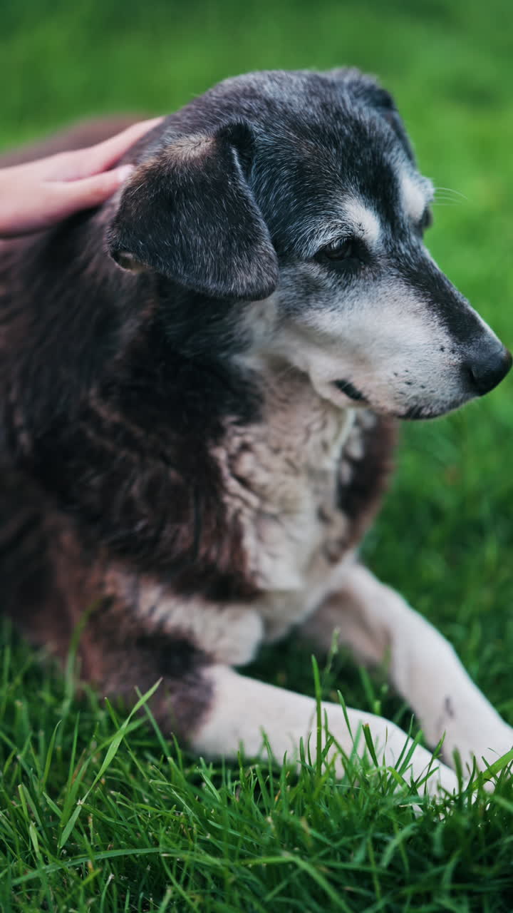 Close up of a woman's hand petting a black and brown, stray dog sitting on the grass in a park. Vertical