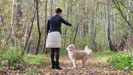 woman with a goldendoodle dog doing tricks on green meadow in autumn park, teaching pet concept