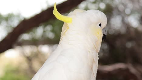 a cockatoo observed in its natural environment