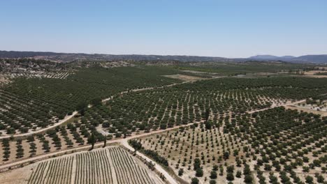 amplio huerto de manzanas aéreo, vista de avión no tripulado de huerto de mazás, jardín cosido en el campo
