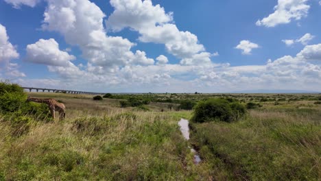 giraffe-eating-acacia-leaves-in-the-savannah,-with-a-beautiful-panorama-of-Nairobi