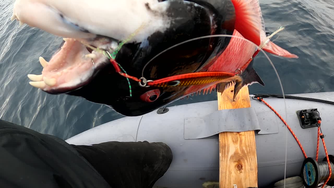California sheephead caught on crankbait lure wriggles with open jaw