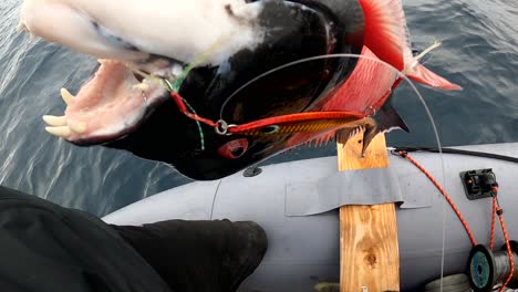 california sheephead atrapado en crankbait se arrastra con la mandíbula abierta