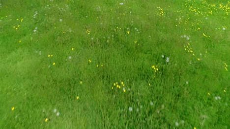 Nahverfolgungsantenne-über-Einem-überwucherten-Feld-Voller-Langer-Gräser-Und-Löwenzahn