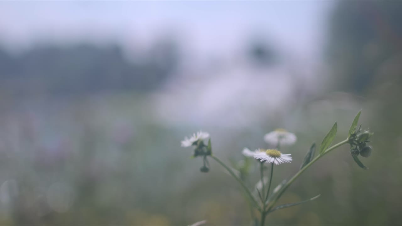 Spring time flowers background fantasy