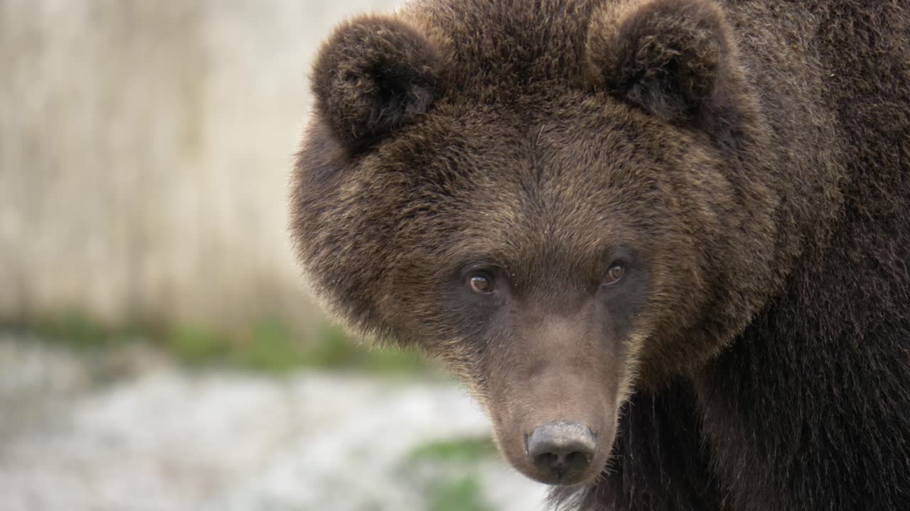 Primo piano di un orso bruno eurasiatico con pelliccia bagnata.