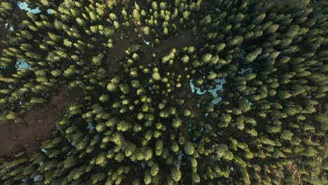 top view of tranquil forest with lush fir trees in winter