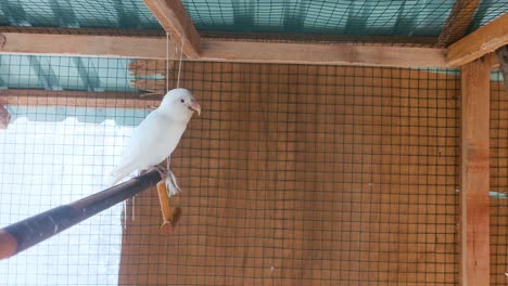 two-birds-were-perched-in-a-cage