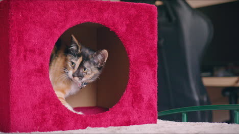 calico kitten rests inside her scratching post shelter medium shot