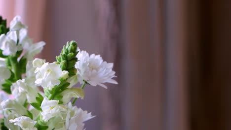 Detail-Der-Weißen-Blume-Und-Vorhänge-Im-Hintergrund