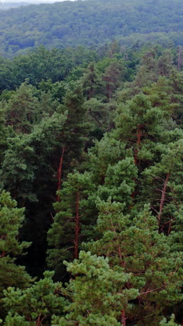 green trees from above. aerial forest view on top of trees