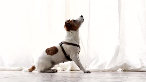 small dog executes a command pet obedience workout