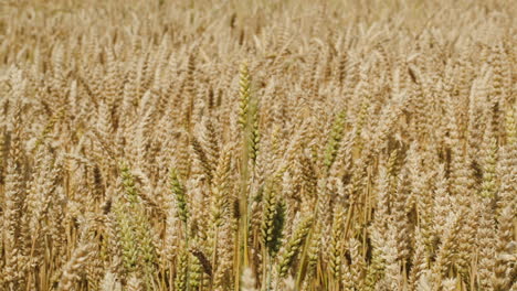 field of wheat swinging in the wind