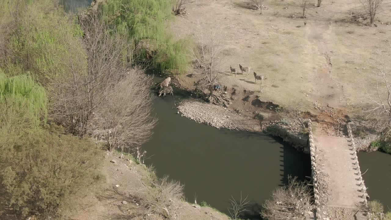 Drone aerial, Zebra's standing in a dirty river drinking water in the wild
