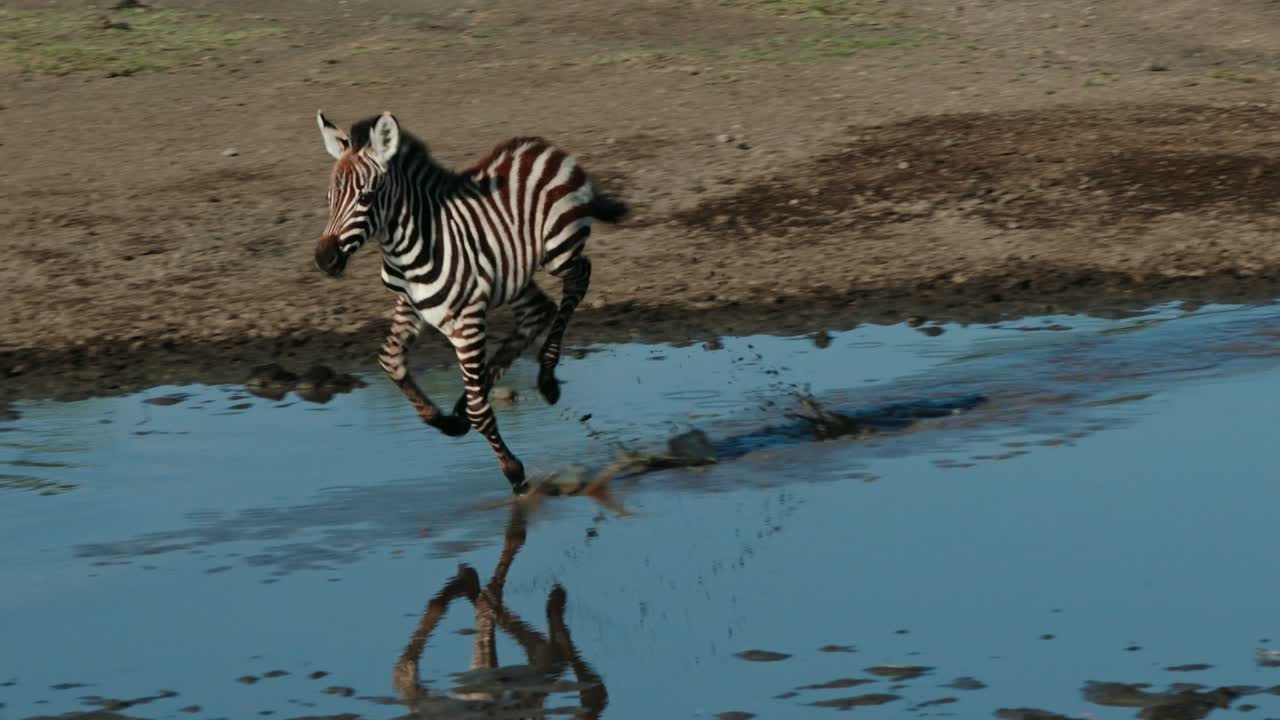 Baby zebra foal running through river in Africa