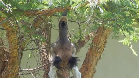 a baby giraffe or giraffe calf eating leaves from a tree