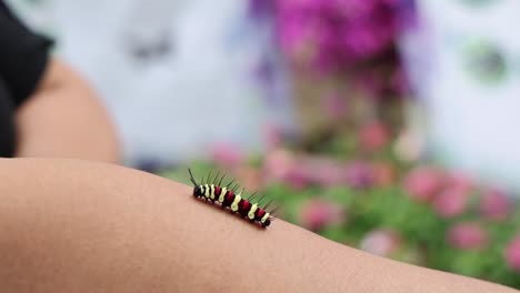 a caterpillar moves along a person's arm.