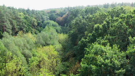aerial view of the forest under clouds during the summer. texture of green tree forest view from above. video from quadrocopter.