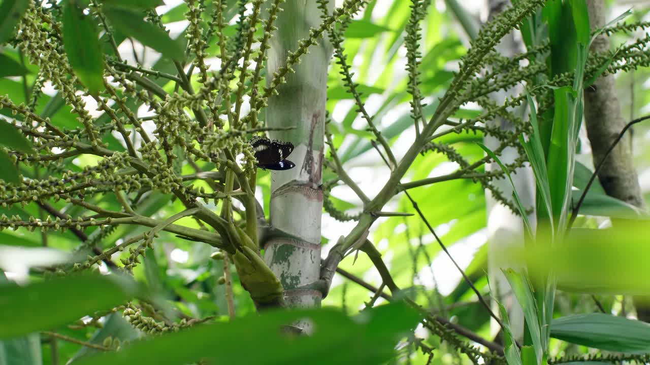 자연 정원의 녹색 잎에 검은 나비