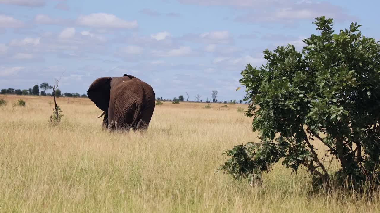 Wide shot of African Elephant walking slowly in the African bush, Kruger National Park