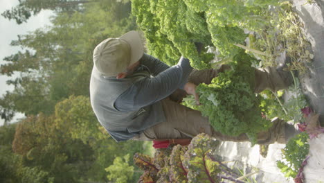 vertical, slider shot of handsome farmer harvesting veg, tractor drives past