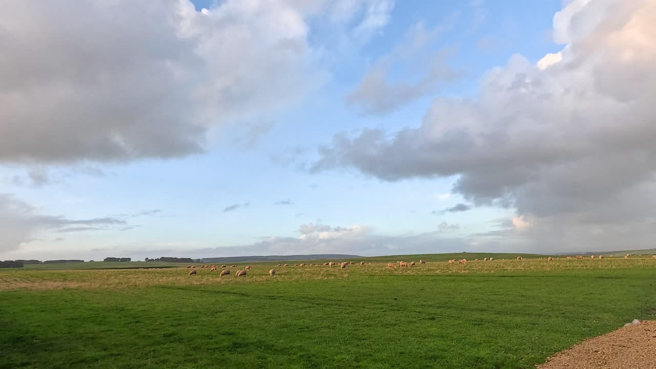 울창 한 초록 들판 에서 양 들 이 먹고 있다