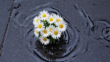 daisies in a puddle