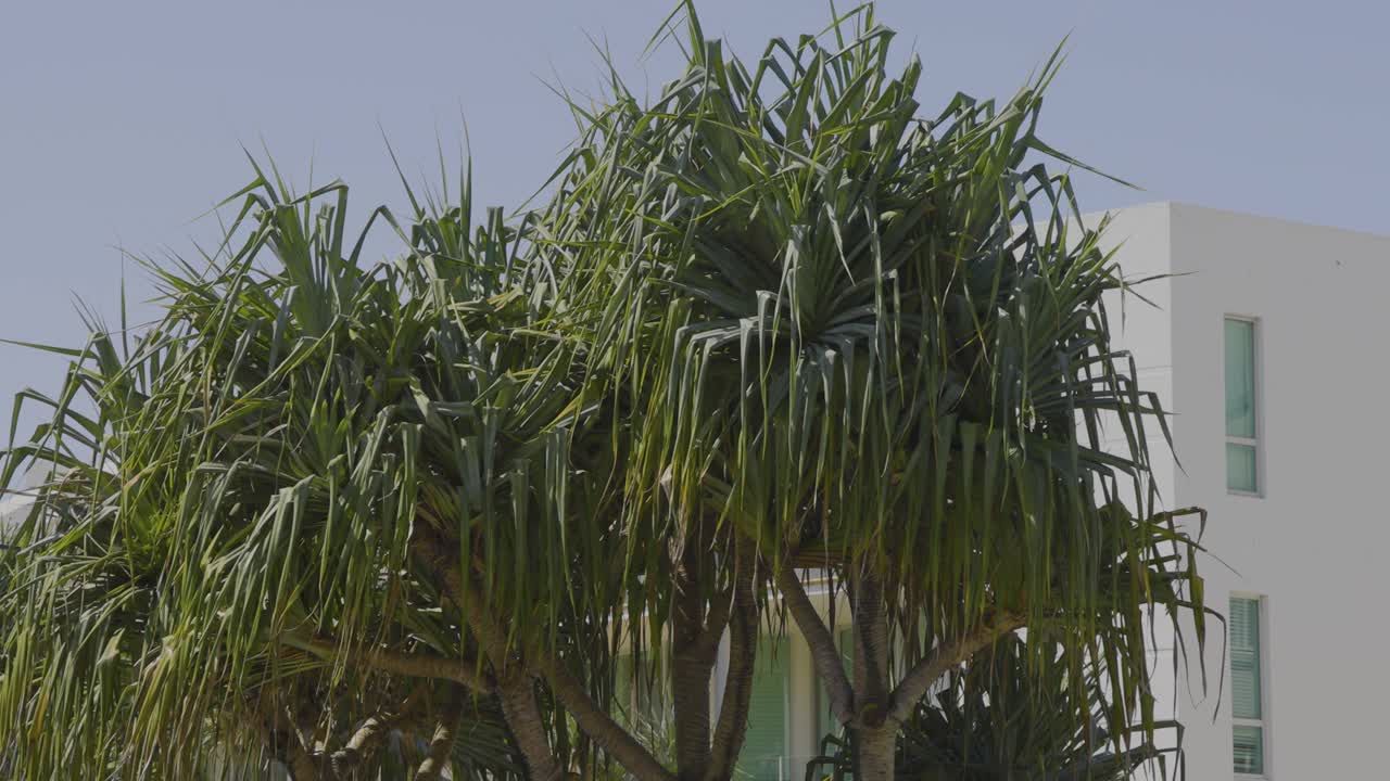 현대 건물 앞 에 흔들리는 나무