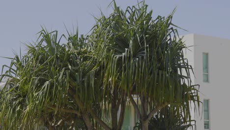 árbol balanceándose frente a un edificio moderno