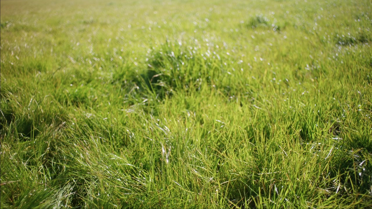 Lush green foliage background with soft focus falloff gradient, natural bokeh, outdoor setting