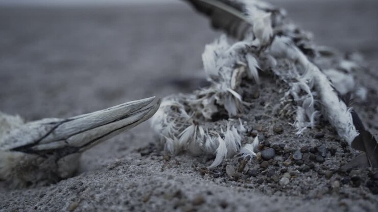 Dead seagull skeleton lying on costal beach, close up
