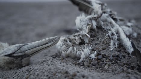 dead seagull skeleton lying on costal beach, close up