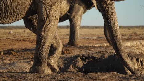 scene of elephant throwing mud onto its legs