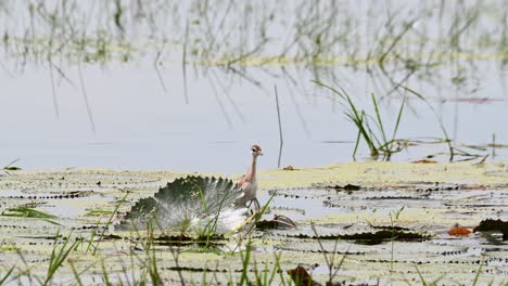 Hiding-behind-a-big-leaf-as-the-camera-zooms-out,-Bronze-winged-Jacana-Metopidius-indicus,-Thailand