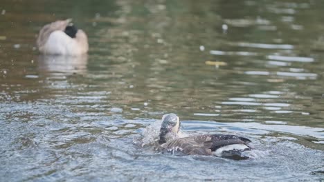 Beautiful-Canada-goose-bird-flapping-wings-in-pond-super-slow-motion