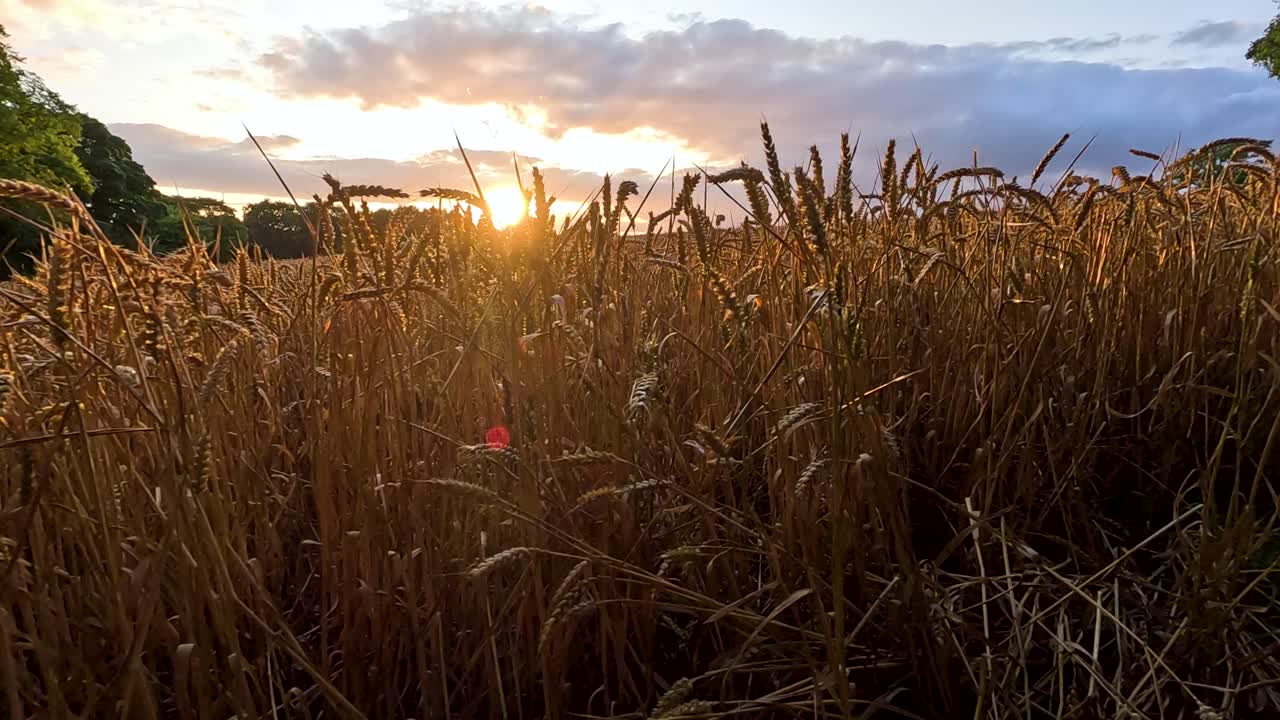 황금빛 해가 지고 평온한 밀을 비추고 있다.
