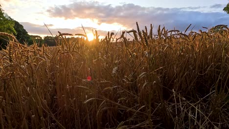 el atardecer dorado iluminando un sereno campo de trigo