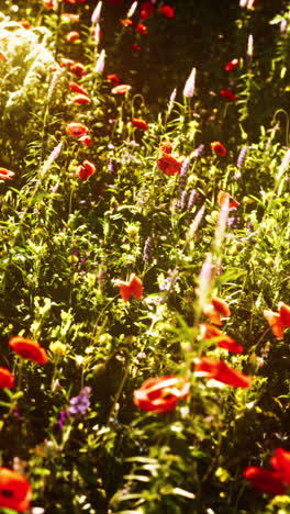 beautiful wildflower meadow